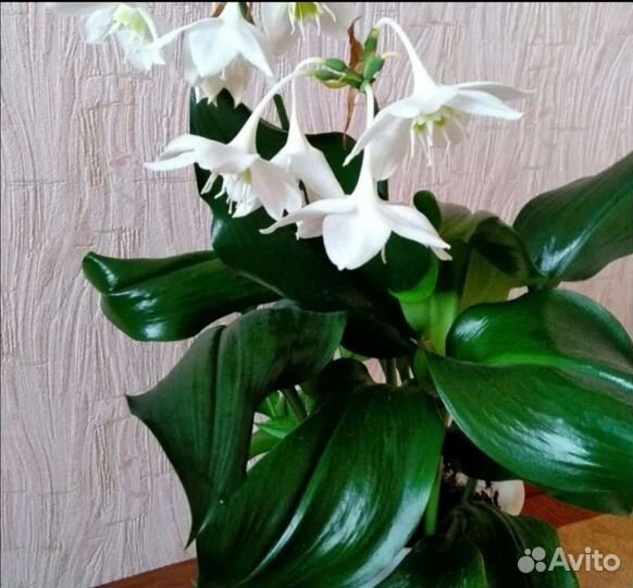Эухарис амазонская лилия