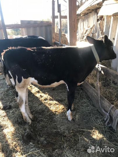 Бычки на откорм