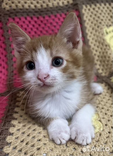 Котенок в добрые руки даром