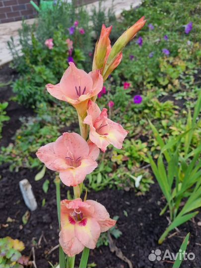 Гладиолусы луковицы