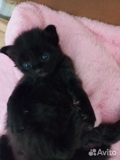 Котята в добрые руки бесплатно