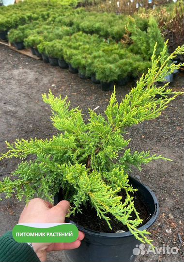 Можжевельник 