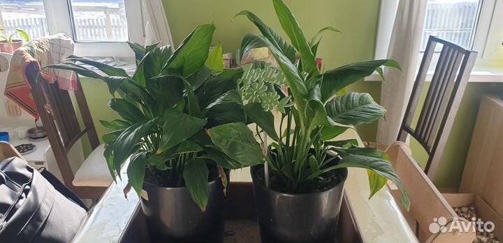 Спатифиллум