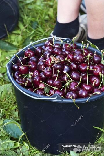 Вишня на ножке