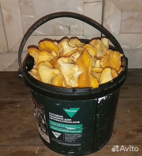 Лисички грибы