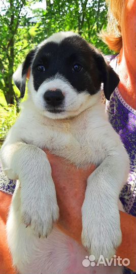 Самая привлекательная и обаятельная