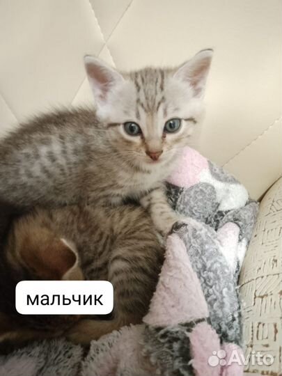 Котята в дар бесплатно