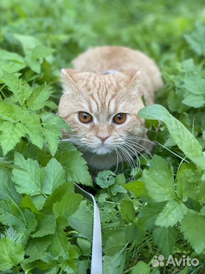 Кот вязка