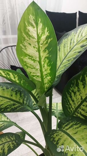 Диффенбахия