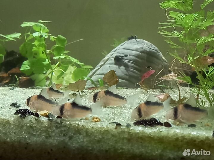 Коридорасы,анциструсы