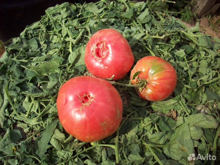 Семена коллекционных сортов томатов