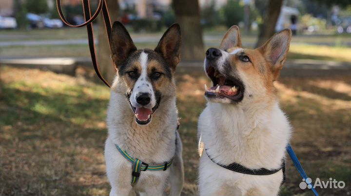 Собака в добрые руки