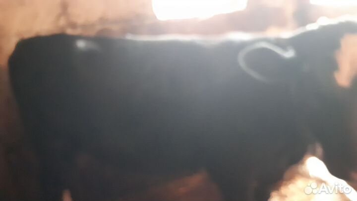 Телочка 10 месяцев