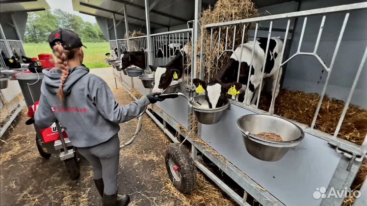 Телята бычки