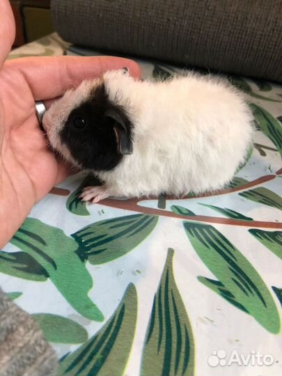 Морские свинки. 1-1, 5 мес