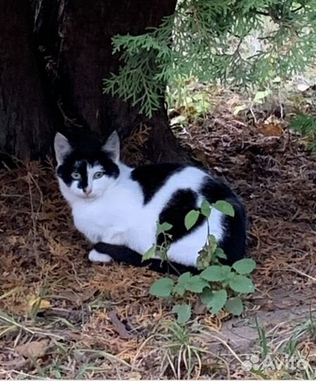 Котёнок ищет дом