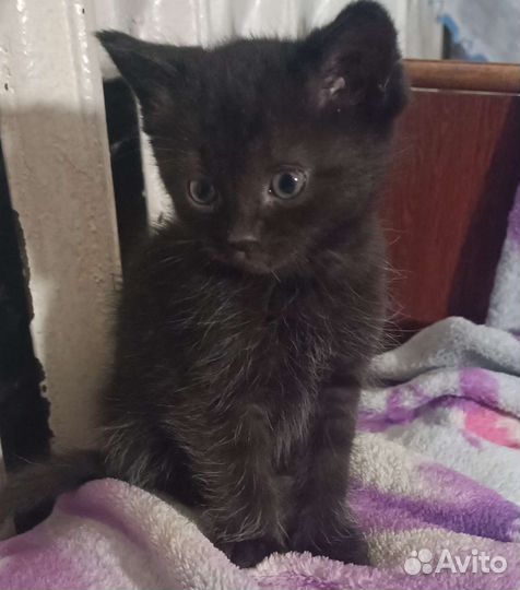 Котята в добрые руки бесплатно