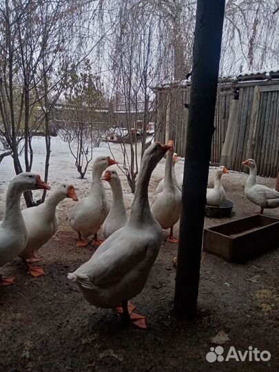 Гуси Линда