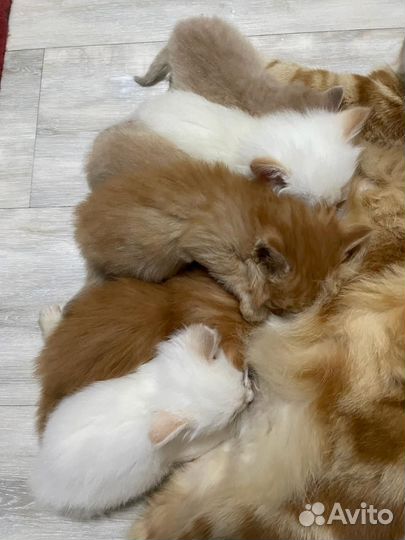 Котейки в добрые руки
