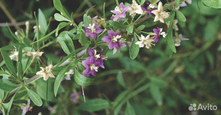 Годжи (саженцы)