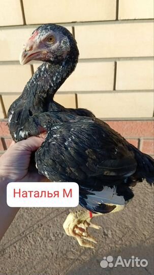 Бойцовский петух