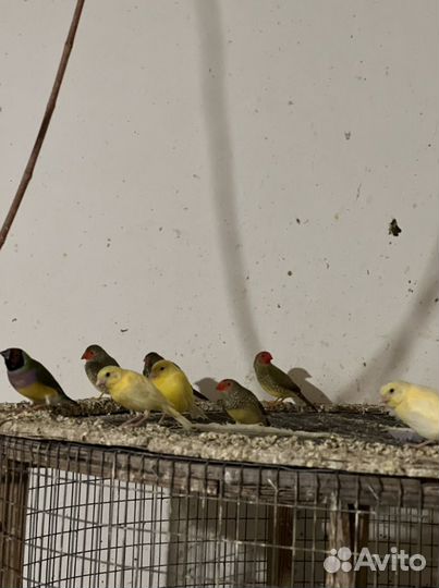 Канарейка-певчая, амадины