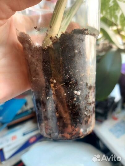 Монстера вариегатная Альба