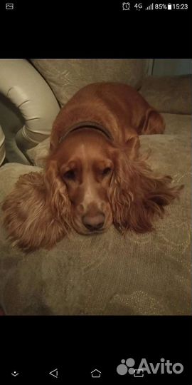 Кокер спаниель щенки