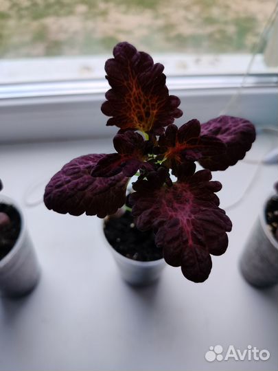 Продам цветы комнатные