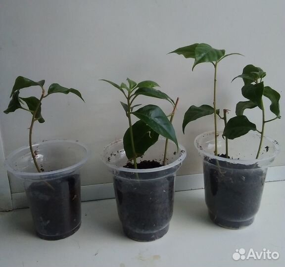 Молодые комнатные цветы