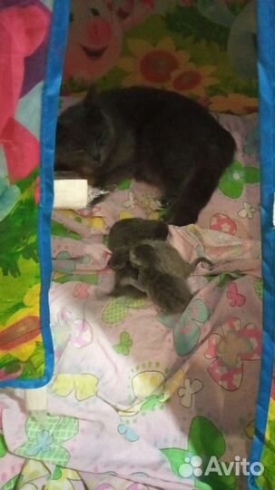 Котята отдам бесплатно в хорошие руки