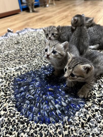 Котята даром