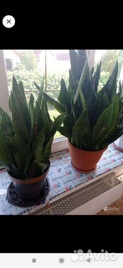 Сансевиерия