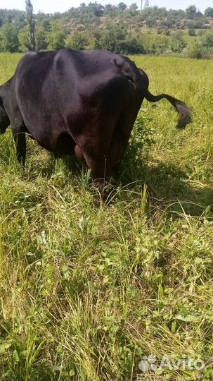 Высокоудоенная корова