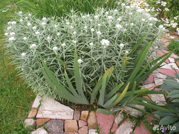 Цветы в ваш сад