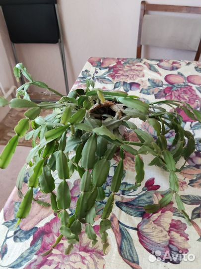 Декабрист шлюмбергера