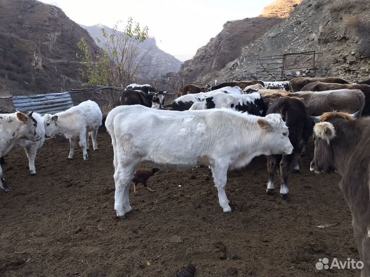 Телята телки