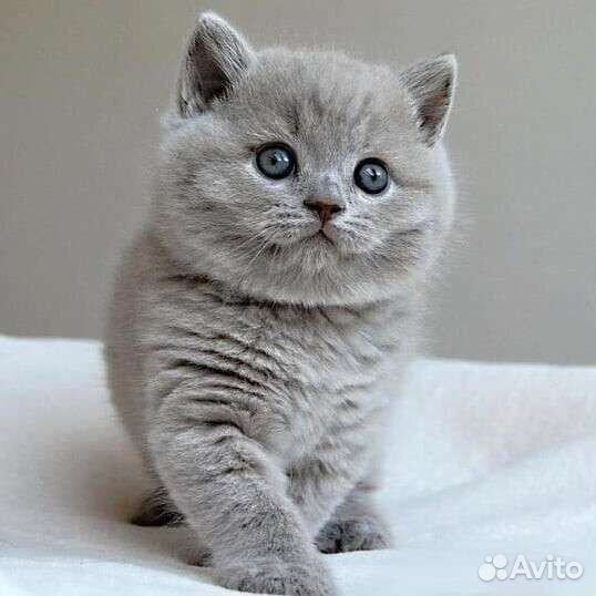 Британская