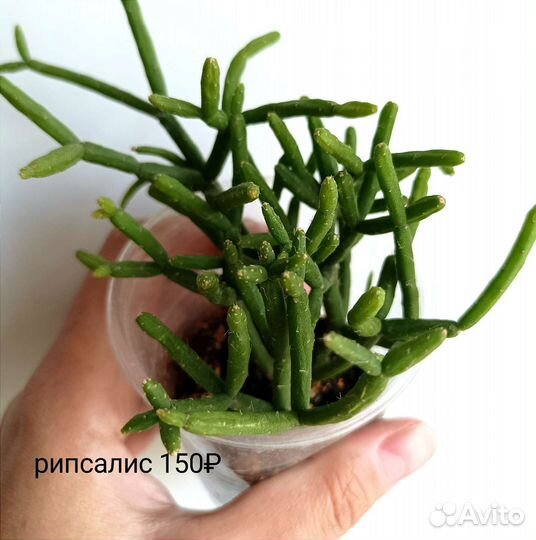 Комнатные растения