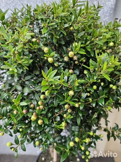 Мирт штамб цветущий 15/50