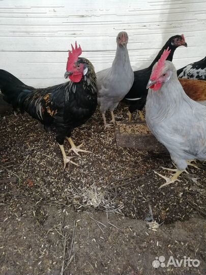 Петушки Леггорн