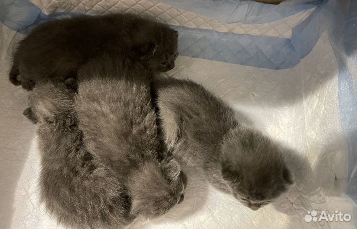 Шотландские котята