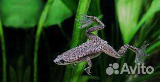 Аквариумные рыбки