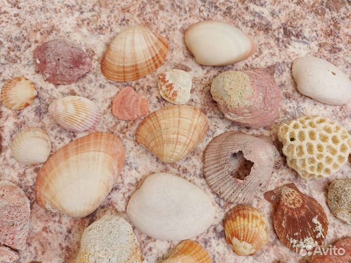 Килограмм ракушек