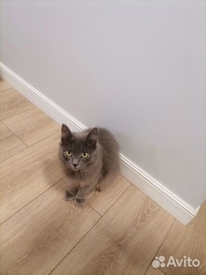 Котята ищут дом