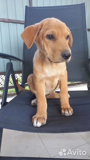 Сладкие складочки