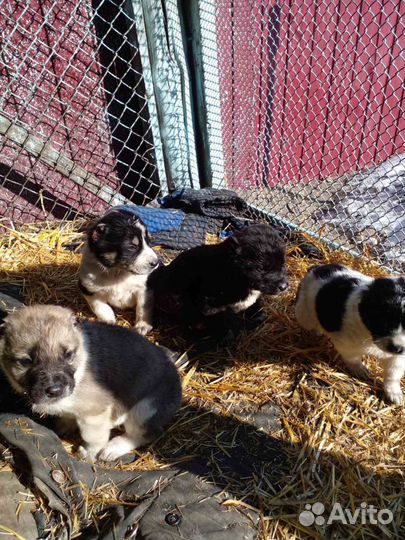 Среднеазиатская овчарка