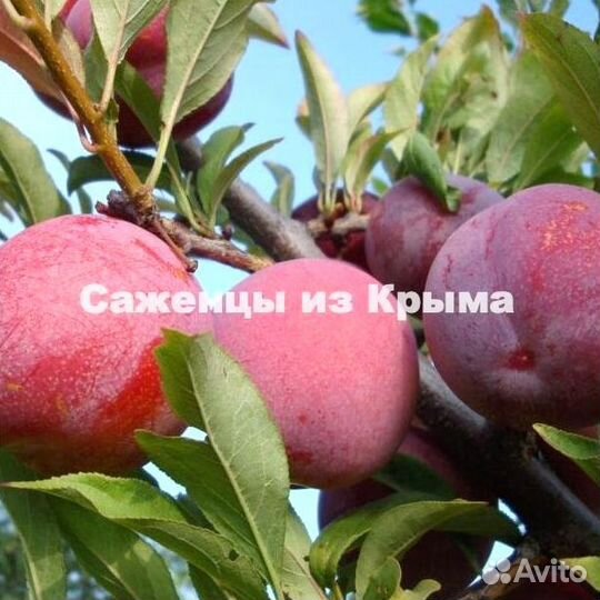 Саженцы Алычи Оцарк Премьер