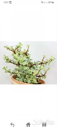 Аптения вариегатная и портулакария