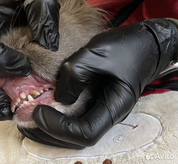 УЗ чистка зубов собакам без наркоза